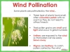 The Life Cycle of a Flowering Plant - Year 3 (slide 27/65)